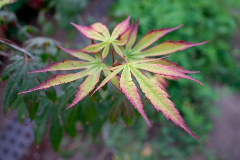 Fall Gardening Tips